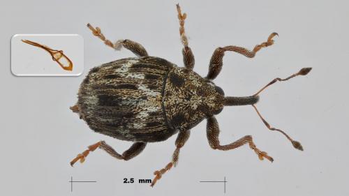 Réf. 271 621 : Microplontus molitor